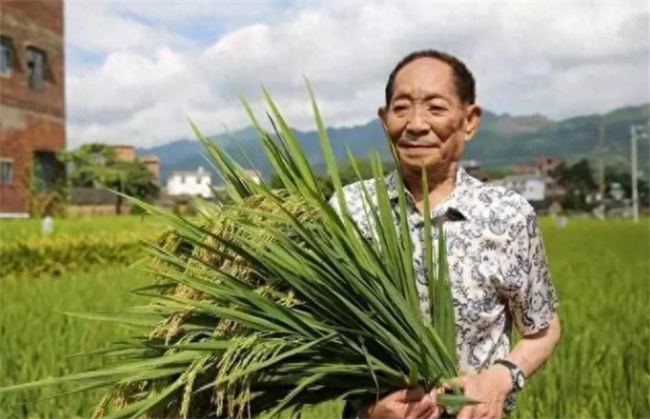 ​水稻种植技术 稻谷是什么样子的