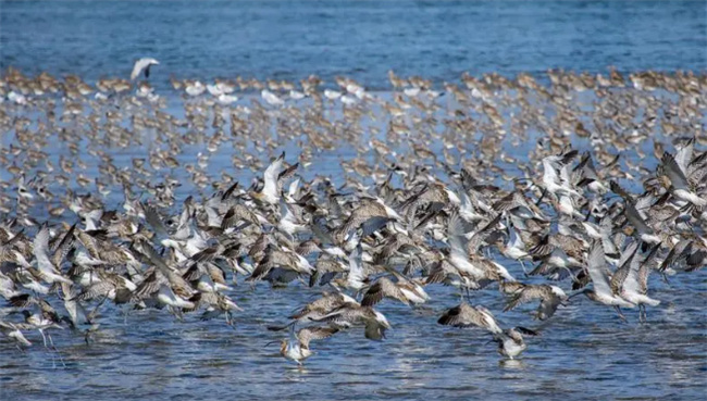 鸟类迁徙的主要原因  鸟类为什么春秋迁徙