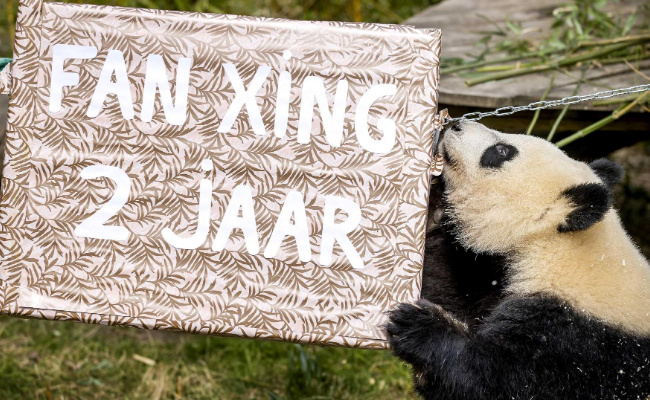 荷兰民众依依惜别 大熊猫“梵星”什么时候回国