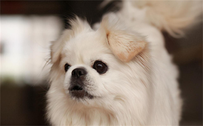 ​京巴狗的寿命 京巴犬一般能活动几岁