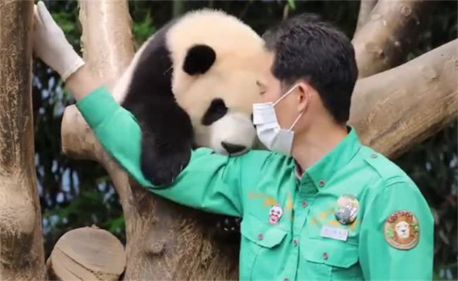 为何大熊猫福宝圈了好多国际粉