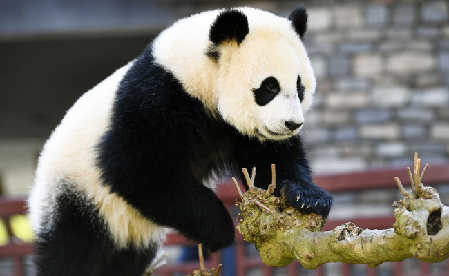 荷兰民众依依惜别 大熊猫“梵星”什么时候回国