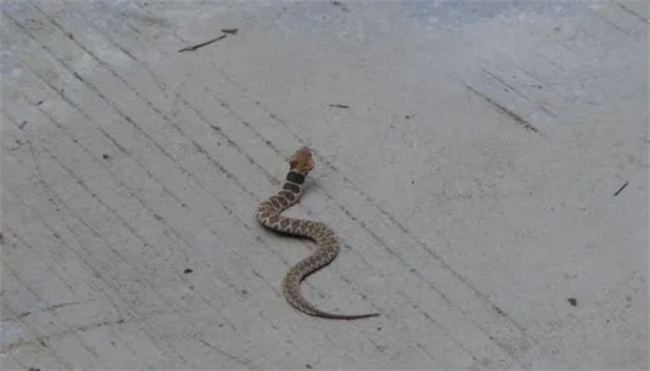 出门碰到蛇了是什么征兆 出门遇见一只蛇好吗