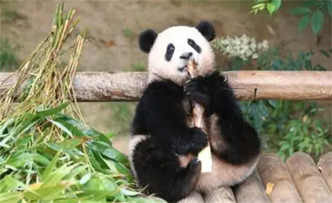 为何大熊猫福宝圈了好多国际粉