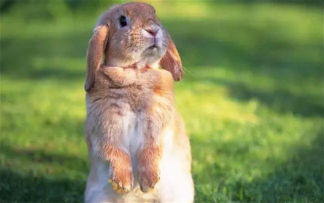 ​兔子的种类有哪些 兔子的种类一共有多少种