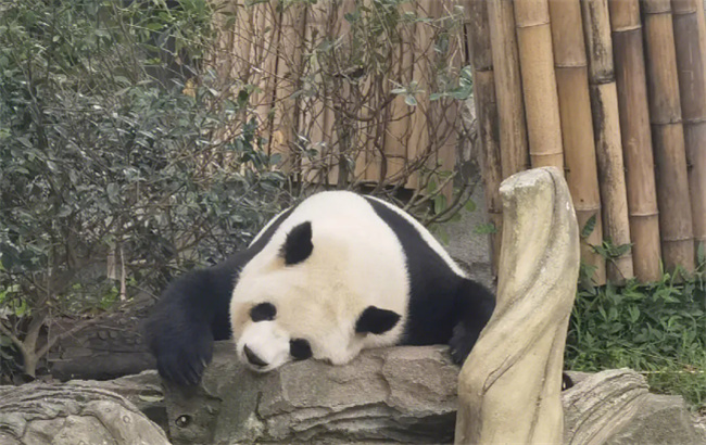 ​大熊猫栖于哪儿 大熊猫主要栖息在哪里