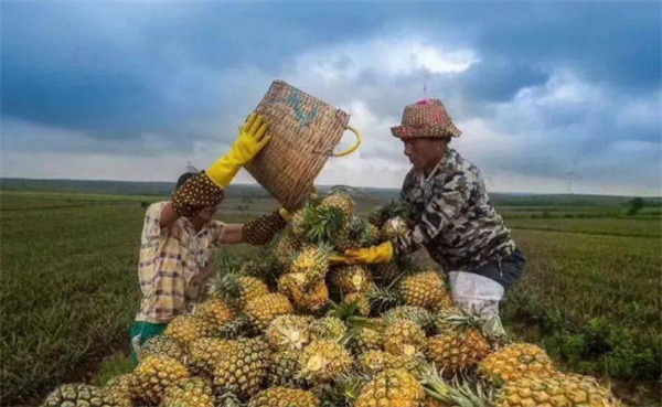 ​海关总署：允许符合相关要求的贝宁鲜食菠萝进口 有哪些好处
