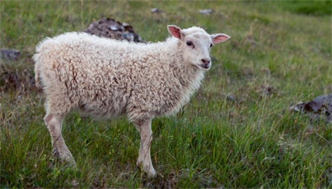 绵羊毛和纯羊毛有什么区别   100羊毛和100绵羊毛哪个贵