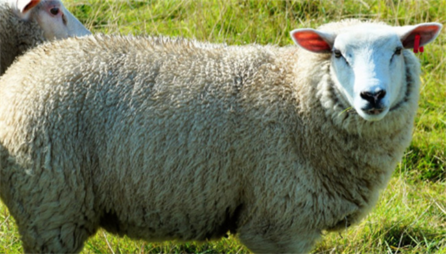 绵羊毛和纯羊毛有什么区别   100羊毛和100绵羊毛哪个贵
