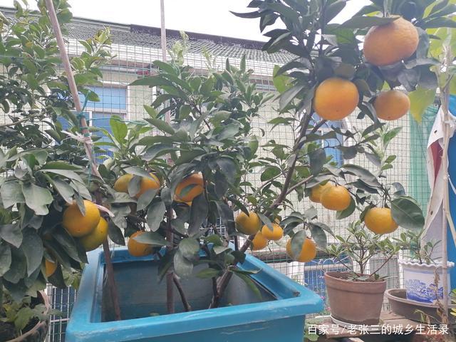 家中为何不能种橘子树（家中为何没有适宜的环境）