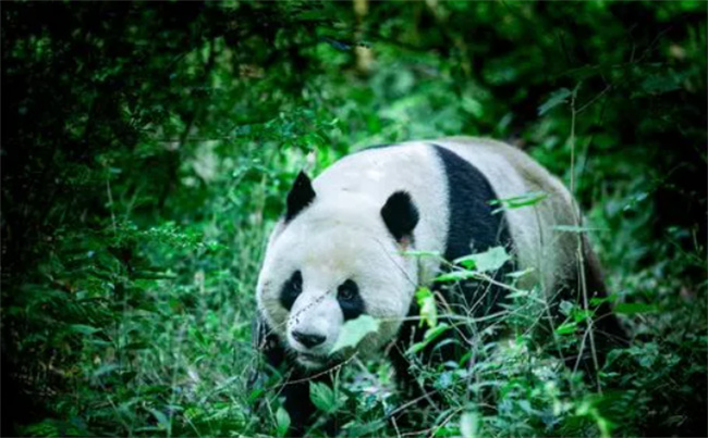 ​大熊猫吃肉吗 为什么不喂熊猫吃肉
