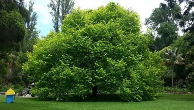 树的寿命可以有多长  树的寿命由什么决定