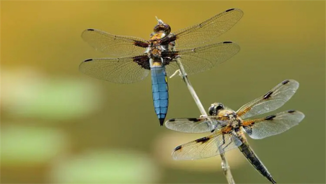 ​蜻蜓的特点有哪些 蜻蜓最大的本领是什么