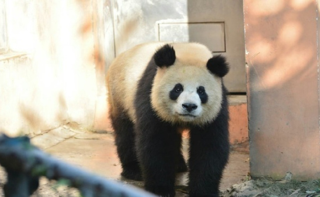 大熊猫园润当妈妈了 有哪些意义
