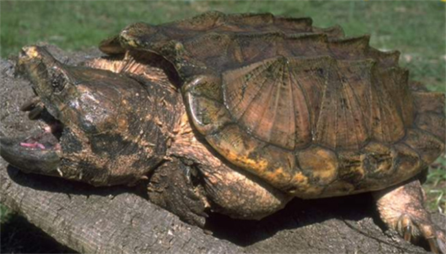 鳄龟是不是深水龟    鳄龟是国家保护动物吗