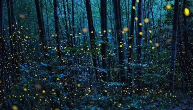 ​萤火虫是如何发光的  萤火虫发光的目的是什么