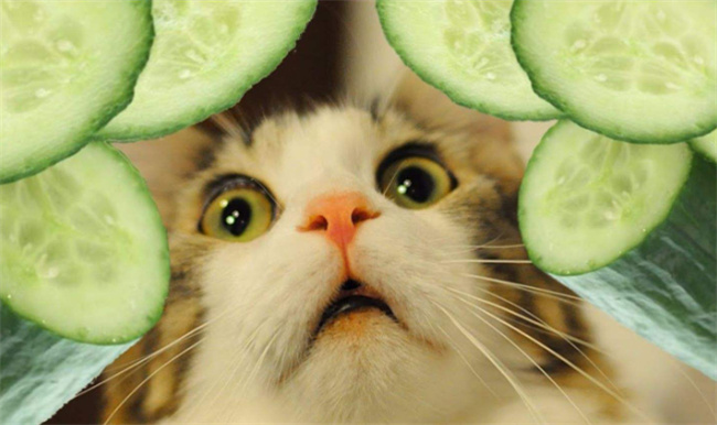 ​猫怕黄瓜是真的吗 猫怕黄瓜是怎么回事