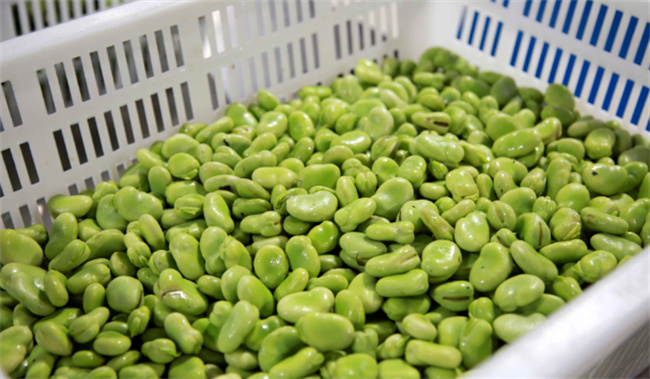 蚕豆的营养价值 蚕豆对尿酸高的能吃吗