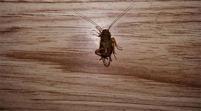 怎么抓蟑螂 怎么找家里蟑螂源头
