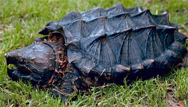 鳄龟是不是深水龟    鳄龟是国家保护动物吗