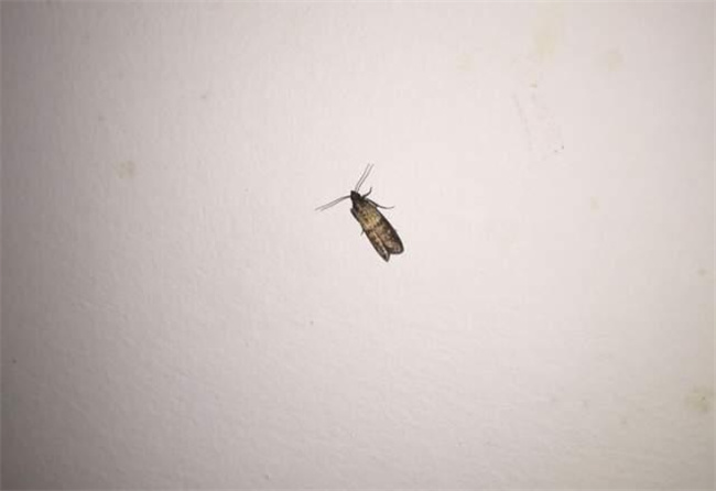 每到夏天家里总会出现各种小飞蛾 会快速繁殖 让人特心烦