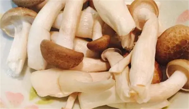 ​蟹腿菇是什么 蟹腿菇和白玉菇的区别