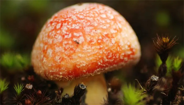 蘑菇是什么颜色 新鲜蘑菇什么颜色