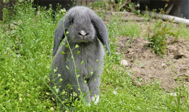 ​兔子的种类有哪些 兔子的种类一共有多少种