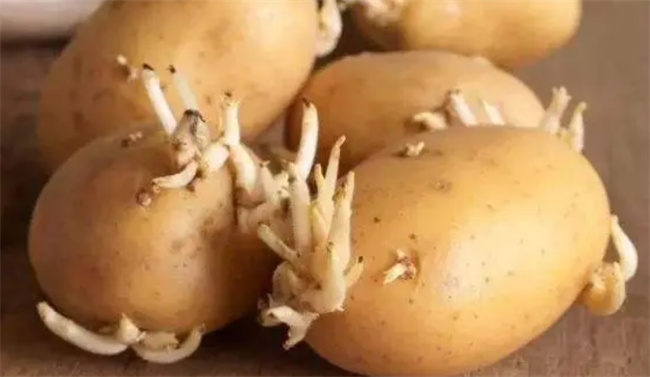 土豆发芽有毒不能吃 原来简单处理后可以吃 之前都浪费了