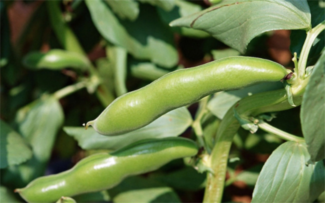 蚕豆的营养价值 蚕豆对尿酸高的能吃吗