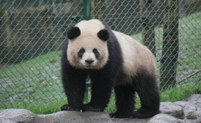 大熊猫园润当妈妈了 有哪些意义