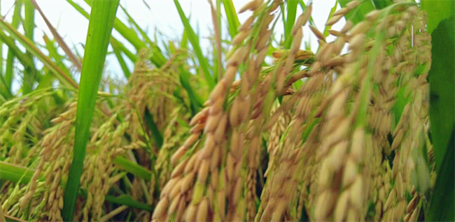 ​水稻种植技术 稻谷是什么样子的
