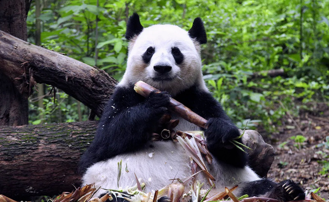 大熊猫花花没有妈妈了吗