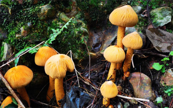 蘑菇是什么颜色 新鲜蘑菇什么颜色