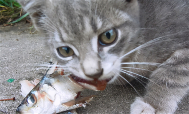 ​猫咪会被鱼刺卡住吗 猫会被鱼刺卡住么