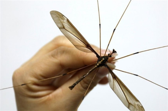 灭蚊子最有效的方法 怎样彻底清除家里的蚊子