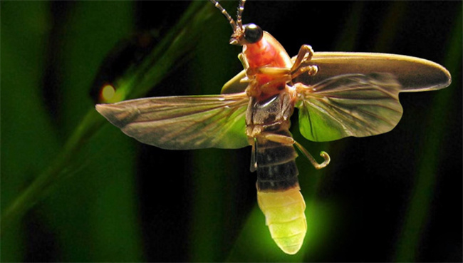 ​萤火虫是如何发光的  萤火虫发光的目的是什么