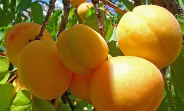 杏子的营养价值 杏子的营养价值和食用禁忌