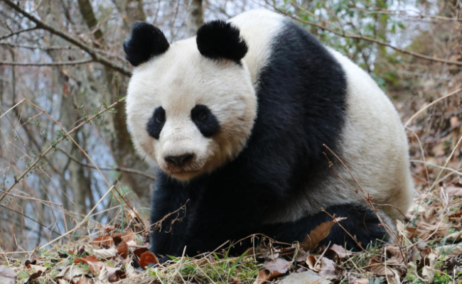 ​野生大熊猫被偶遇 为何下一秒拔腿就跑