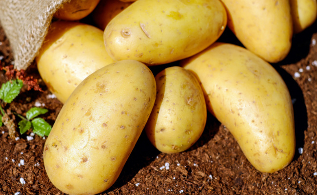 ​土豆怎么保存不发芽  土豆保存方法有哪些