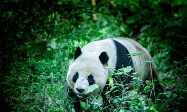 ​大熊猫栖于哪儿 大熊猫主要栖息在哪里