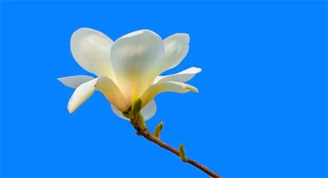 ​玉兰花语是什么 玉兰花有什么象征意义