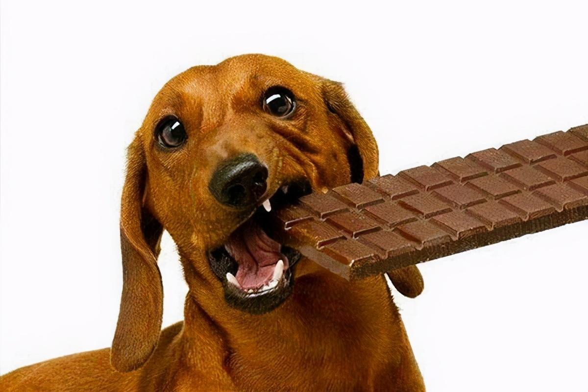狗能吃巧克力吗(狗能吃巧克力吗吃了会死吗)