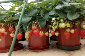 草莓开花到结果成熟要多久时间（草莓生长周期阶段）