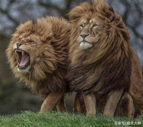 狮子的克星是什么动物 家中不宜放狮子