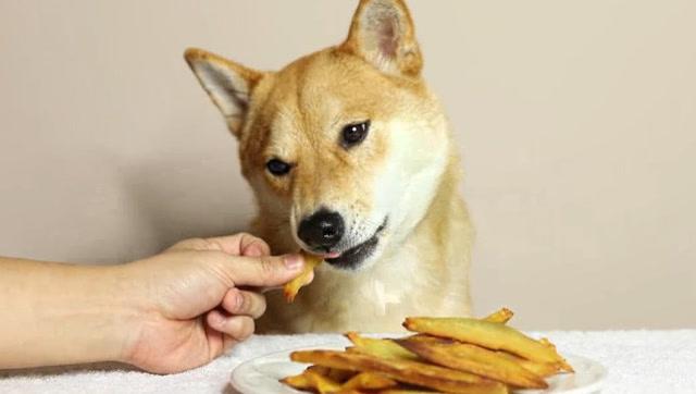 狗能吃薯条吗（薯条对狗有哪些潜在的危害）