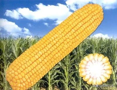 哪几种玉米是转基因的（转基因玉米品种的种植体验）