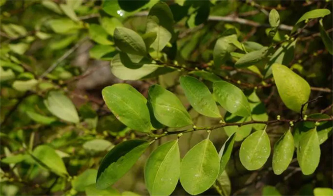 ​古柯主要种植在哪里 古柯植物被禁止种植吗