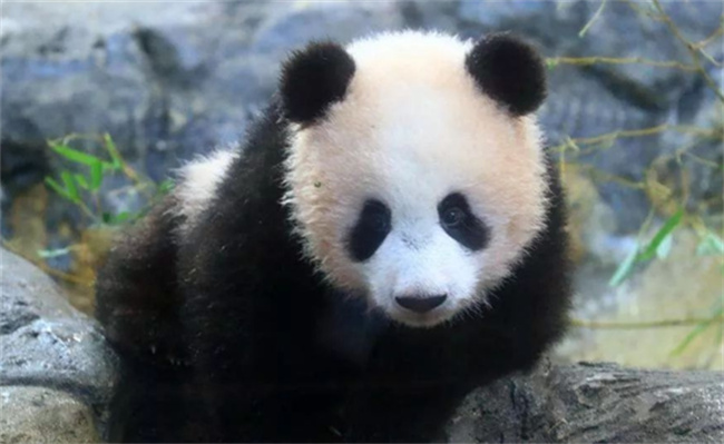 熊猫香香的耳朵也太可爱了 大熊猫耳朵有哪些特点