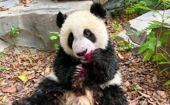 成都大熊猫繁育研究基地：大熊猫“奂彩”病亡 死亡原因是什么呢